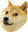 shiba